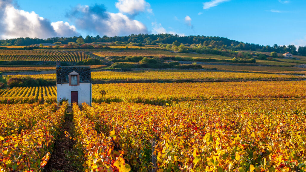Day 6: Dijon to Beaune, on the Route des Grands Crus (45km), last stage of the Paris - Beaune cycling tour