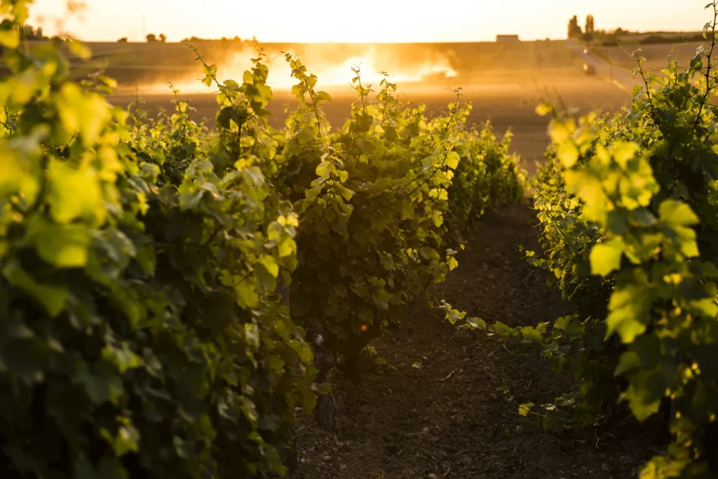 Day 5: From Briare to Sully-sur-Loire, Discovering the Vineyards (40km)