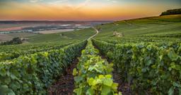 From Château-Thierry to Épernay, welcome to Burgundy, the end of the Paris - Épernay by bike.