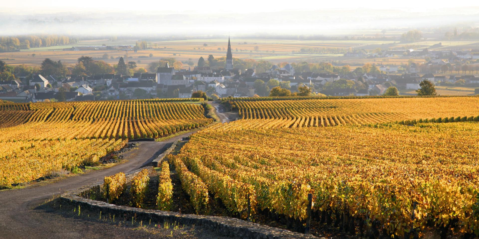 Day 7: Dijon to Beaune, on the Route des Grands Crus (45km)